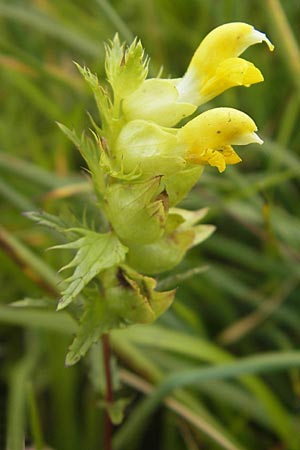 Rhinanthus glacialis \ Grannen-Klappertopf, D Eching 30.7.2011