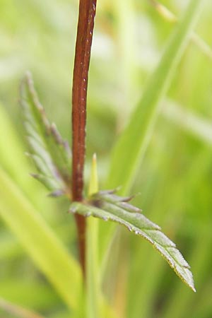 Rhinanthus glacialis \ Grannen-Klappertopf / Aristate Yellow-Rattle, D Eching 30.7.2011