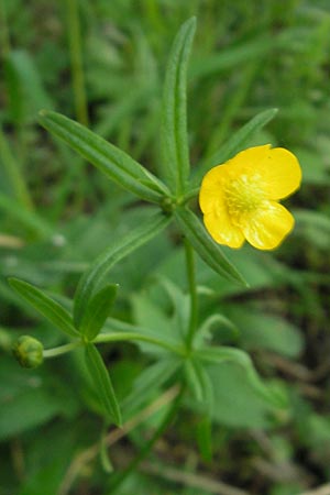 Ranunculus haasii \ Waldbewohnender Gold-Hahnenfu / Haas' Goldilocks, D Wörth (Landkreis Erding) 6.5.2012