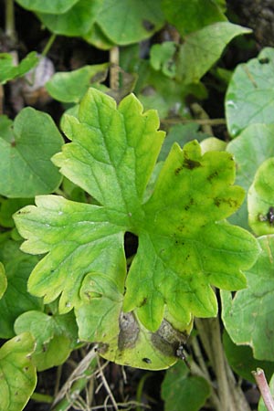 Ranunculus haasii \ Waldbewohnender Gold-Hahnenfu / Haas' Goldilocks, D Wörth (Landkreis Erding) 6.5.2012