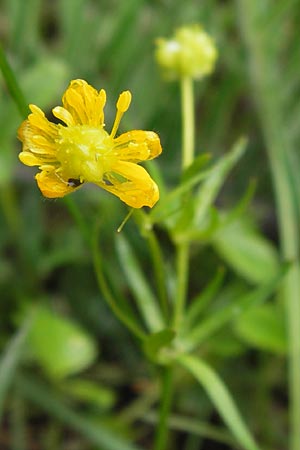 Ranunculus auricomus specD ? \ Gold-Hahnenfu / Goldilocks, D Gerolzhofen-Sulzheim 5.5.2013