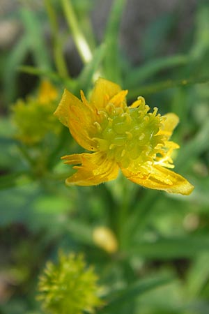 Ranunculus vertumnalis \ Wechselhafter Gold-Hahnenfu / Alternating Goldilocks, D Thüringen Weimar, Historischer Friedhof 6.5.2013