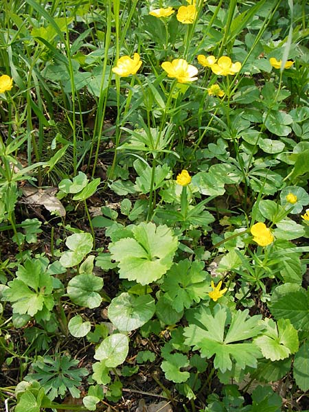 Ranunculus hevellus \ Rathenower Gold-Hahnenfu / Rathenow Goldilocks, D Thüringen Weimar, Belvedere 6.5.2013