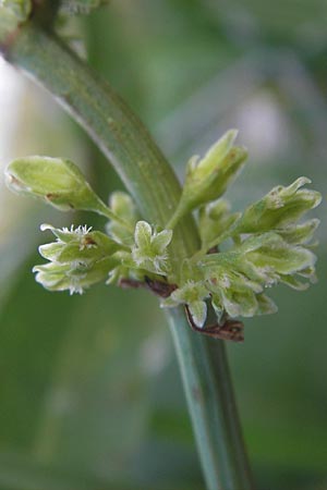 Rumex hydrolapathum \ Flu-Ampfer, Teich-Ampfer / Great Water Dock, D Mannheim 19.8.2013