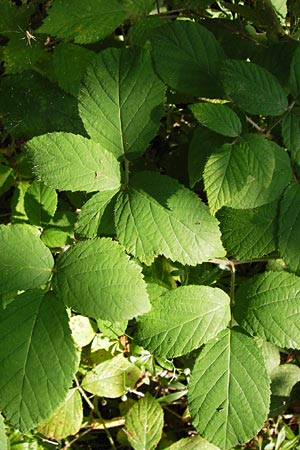 Rubus hirtus agg. \ Dunkeldrsige Brombeere / Rough Bramble, D Odenwald, Juhöhe 28.8.2013