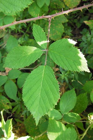 Rubus hirtus agg. \ Dunkeldrsige Brombeere / Rough Bramble, D Odenwald, Juhöhe 28.8.2013