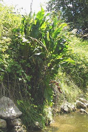 Rumex hydrolapathum \ Flu-Ampfer, Teich-Ampfer / Great Water Dock, D Kinding 16.6.2014