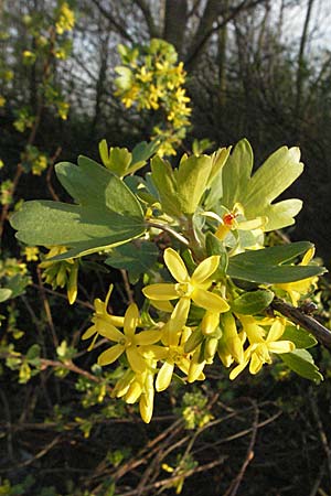 Ribes aureum \ Gold-Johannisbeere / Golden Currant, D Neuleiningen 5.4.2007