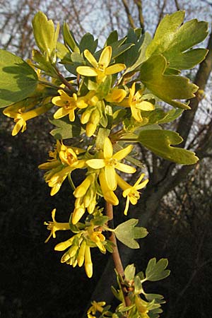 Ribes aureum \ Gold-Johannisbeere / Golden Currant, D Neuleiningen 5.4.2007