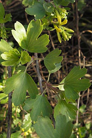 Ribes aureum \ Gold-Johannisbeere / Golden Currant, D Neuleiningen 5.4.2007