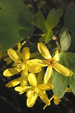 Ribes aureum \ Gold-Johannisbeere / Golden Currant, D Neuleiningen 5.4.2007