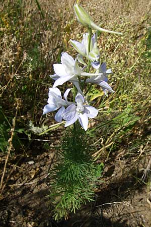 Delphinium ajacis / Larkspur, D Rheinhessen, Flonheim 14.6.2008