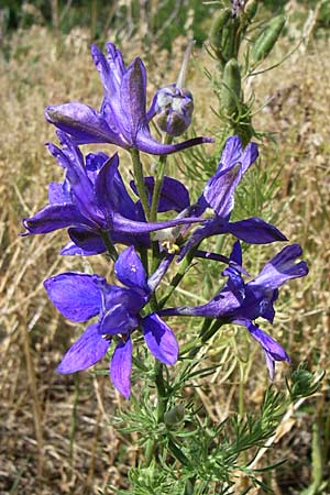 Delphinium ajacis / Larkspur, D Rheinhessen, Flonheim 14.6.2008