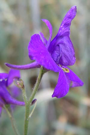 Delphinium hispanicum \ Orientalischer Rittersporn / Eastern Larkspur, D Rheinhessen, Gau-Odernheim 14.6.2008