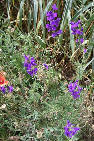 Delphinium hispanicum / Eastern Larkspur, D Rheinhessen, Gau-Odernheim 14.6.2008