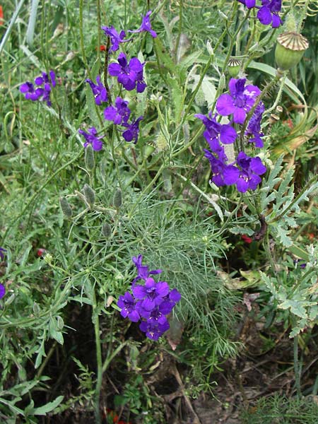 Delphinium hispanicum \ Orientalischer Rittersporn / Eastern Larkspur, D Rheinhessen, Gau-Odernheim 14.6.2008