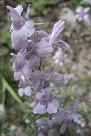 Delphinium hispanicum \ Orientalischer Rittersporn / Eastern Larkspur, D Rheinhessen, Gau-Odernheim 14.6.2008