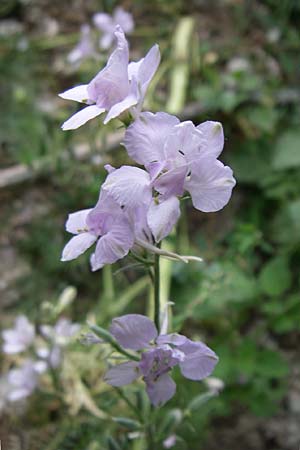 Delphinium hispanicum / Eastern Larkspur, D Rheinhessen, Gau-Odernheim 14.6.2008