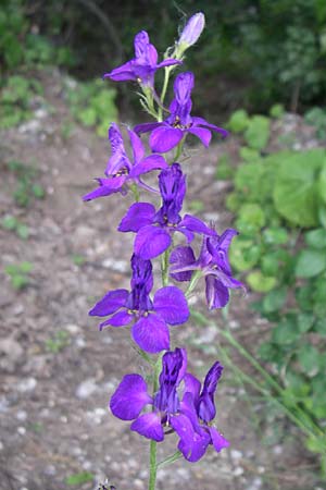 Delphinium hispanicum \ Orientalischer Rittersporn / Eastern Larkspur, D Rheinhessen, Gau-Odernheim 14.6.2008