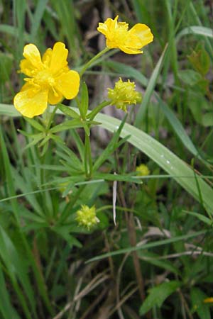 Ranunculus auricomus specH ? \ Gold-Hahnenfu / Goldilocks, D Deuerling 6.5.2012