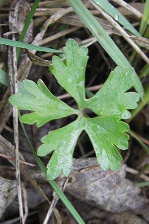 Ranunculus auricomus specH ? \ Gold-Hahnenfu, D Deuerling 6.5.2012