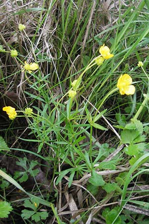 Ranunculus auricomus specH ? \ Gold-Hahnenfu / Goldilocks, D Deuerling 6.5.2012