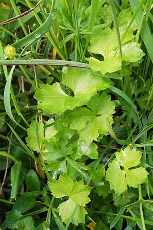 Ranunculus auricomus specE ? \ Gold-Hahnenfu / Goldilocks, D Kleinrheinfeld 5.5.2013