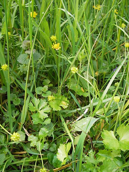 Ranunculus auricomus specE ? \ Gold-Hahnenfu, D Kleinrheinfeld 5.5.2013