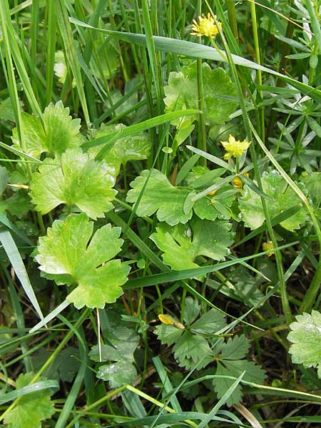 Ranunculus integerrimus s.l. \ Ungezhnter Gold-Hahnenfu, D Kleinrheinfeld 5.5.2013