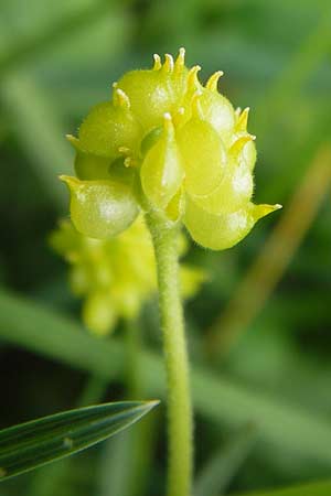 Ranunculus integerrimus s.l. \ Ungezhnter Gold-Hahnenfu / Nontoothed Goldilocks, D Kleinrheinfeld 5.5.2013