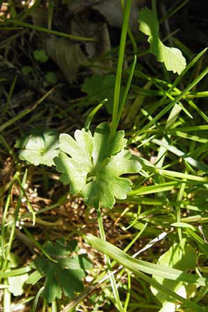 Ranunculus irregularis \ Ungleichmiger Gold-Hahnenfu, D Mainberg 5.5.2013