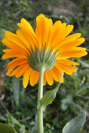 Calendula officinalis / Pot Marigold, D Mannheim 6.9.2013