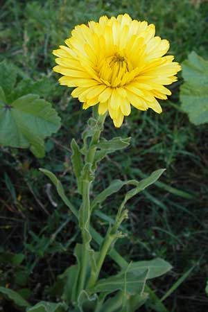 Calendula officinalis \ Garten-Ringelblume / Pot Marigold, D Mannheim 6.9.2013