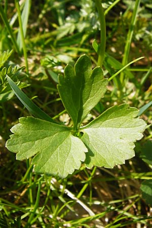 Ranunculus irregularis / Irregular Goldilocks, D Mainberg 27.3.2014