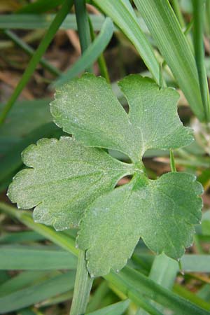 Ranunculus irregularis / Irregular Goldilocks, D Mainberg 27.3.2014