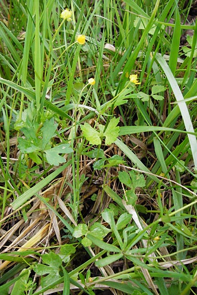 Ranunculus indecorus s.l. / Inconspicuous Goldilocks, D Deuerling 2.5.2014