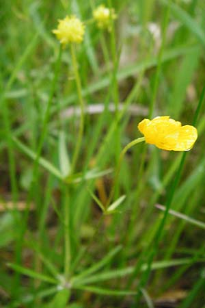 Ranunculus indecorus s.l. \ Unaufflliger Gold-Hahnenfu, D Deuerling 2.5.2014