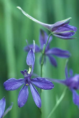 Delphinium consolida subsp. consolida / Forking Larkspur, D Neuleiningen 5.6.2005