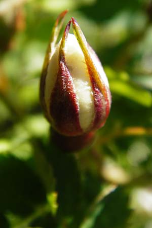 Rosa spinosissima \ Bibernellblättrige Rose, D Wetzlar 17.5.2014