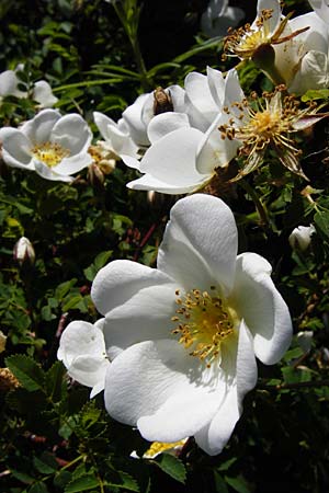 Rosa spinosissima \ Bibernellblttrige Rose / Burnet Rose, D Wetzlar 17.5.2014