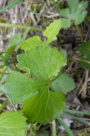 Ranunculus gratiosus / Pleasing Goldilocks, D Ketsch 20.4.2012