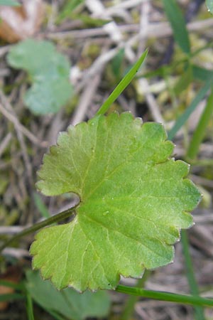 Ranunculus gratiosus / Pleasing Goldilocks, D Ketsch 20.4.2012