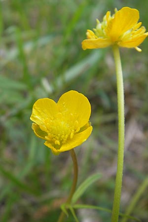 Ranunculus gratiosus \ Geflliger Gold-Hahnenfu / Pleasing Goldilocks, D Ketsch 20.4.2012