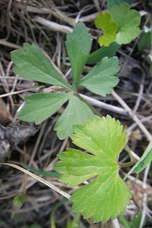 Ranunculus gratiosus / Pleasing Goldilocks, D Ketsch 20.4.2012