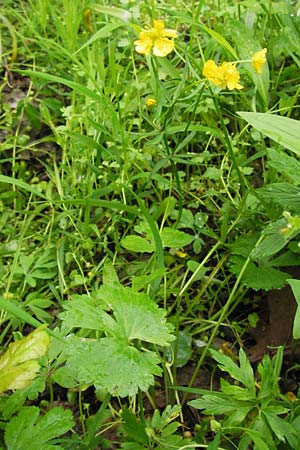 Ranunculus franconicus \ Frnkischer Gold-Hahnenfu / Franconian Goldilocks, D Gerolzhofen-Sulzheim 5.5.2013