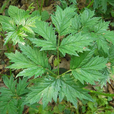 Rubus laciniatus \ Schlitzblttrige Brombeere, D Sandhausen 2.5.2009