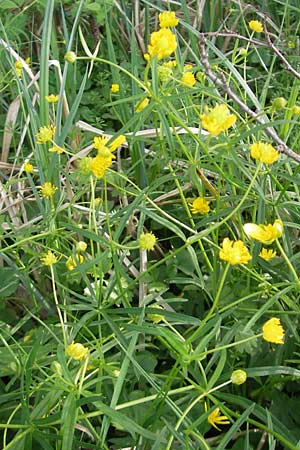 Ranunculus lucorum \ Hain-Gold-Hahnenfu / Grove Goldilocks, D Herxheim 11.4.2011