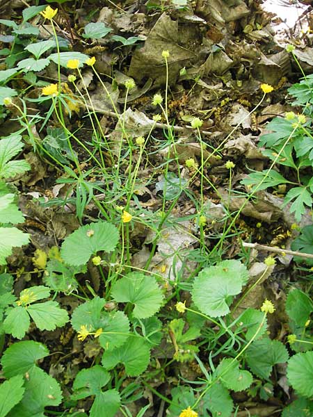 Ranunculus lunaris \ Mond-Gold-Hahnenfu / Moon Goldilocks, D Weil am Rhein 13.4.2011