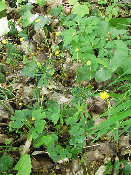 Ranunculus lunaris \ Mond-Gold-Hahnenfu, D Weil am Rhein 13.4.2011