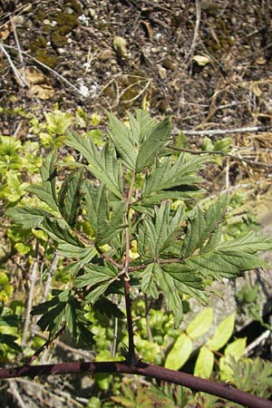 Rubus laciniatus \ Schlitzblttrige Brombeere, D Kehl 15.10.2011